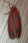 Scarlet-winged Lichen Moth