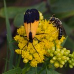 Black-and-yellow Lichen Moth